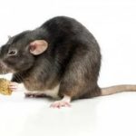 Дератизация - уничтожение мышей и крыс Химки