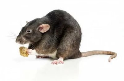 Дератизация &#8211; уничтожение мышей и крыс Химки