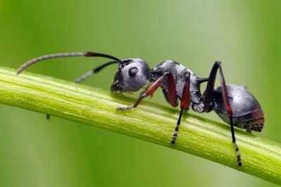 Уничтожение муравьев Химки
